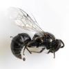 Hylaeus sp.